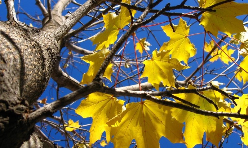 Обои дерево, осень, желтые листья, tree, autumn, yellow leaves разрешение 1920x1200 Загрузить