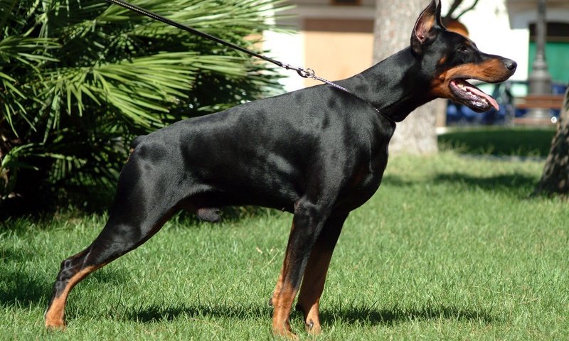 Обои собака, доберман, dobermann, dog, doberman разрешение 2304x1536 Загрузить