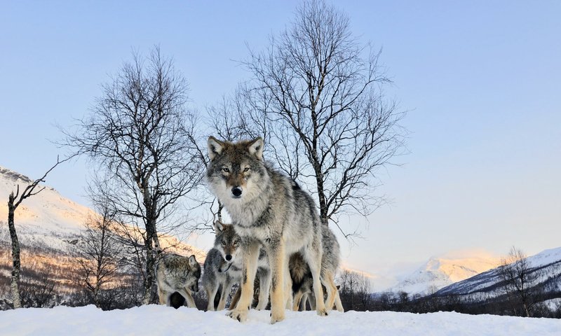 Обои зима, взгляд, волк, winter, look, wolf разрешение 1920x1200 Загрузить
