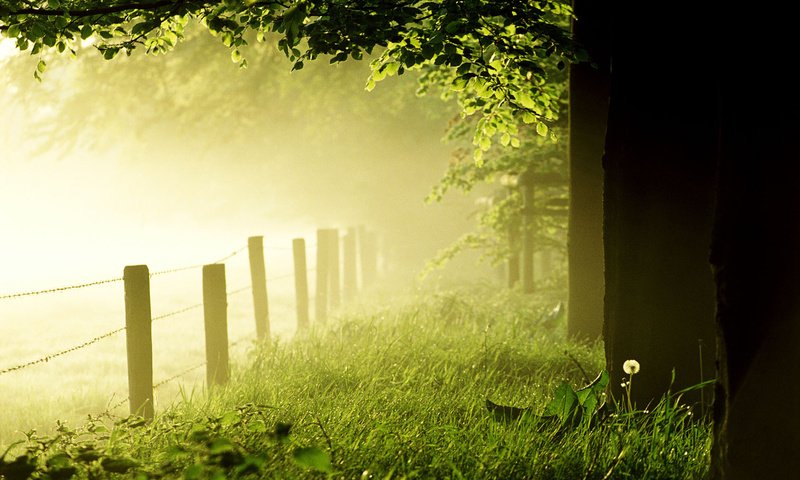 Обои трава, деревья, лес, утро, туман, забор, одуванчик, газон, grass, trees, forest, morning, fog, the fence, dandelion, lawn разрешение 1920x1200 Загрузить