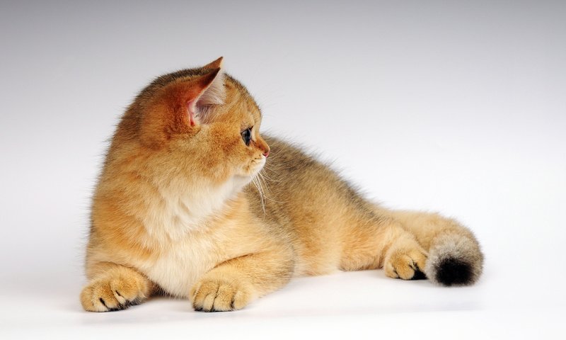 Обои кот, котенок, рыжик, cat, kitty, ginger разрешение 2560x1600 Загрузить