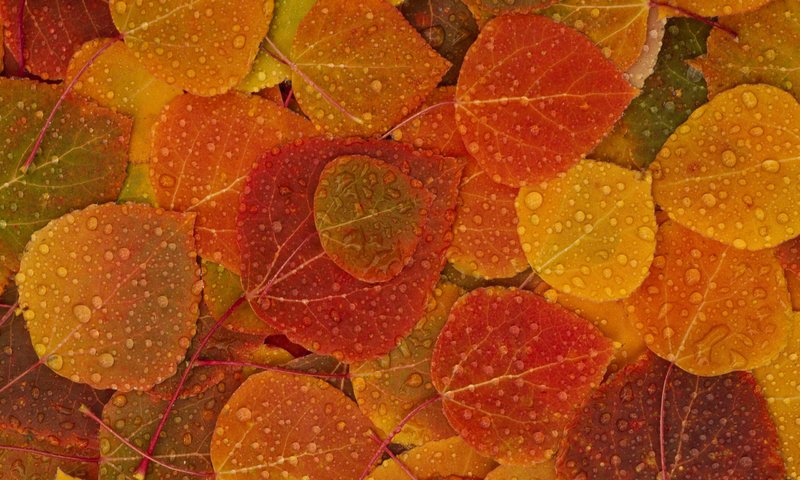Обои листья, капли, осень, leaves, drops, autumn разрешение 2560x1600 Загрузить