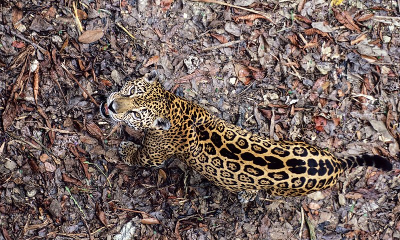Обои ягуар, panthera onca, ягуа́р, jaguar разрешение 1920x1200 Загрузить