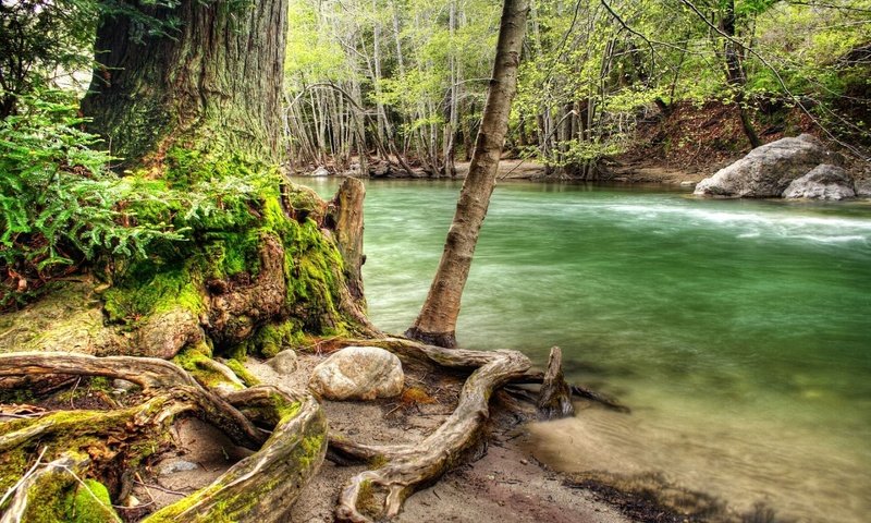 Обои дерево, лес, речка, коряга, tree, forest, river, snag разрешение 1920x1200 Загрузить