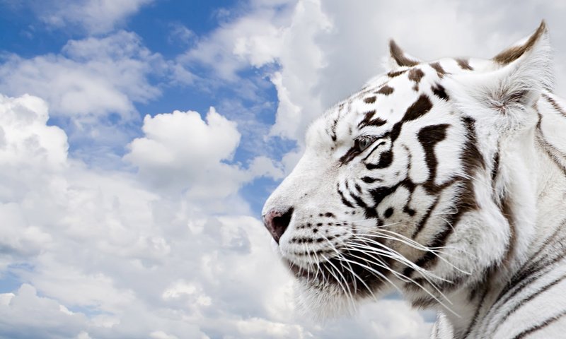 Обои тигр, небо, облака, tiger, the sky, clouds разрешение 1920x1200 Загрузить