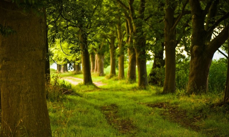 Обои деревья, природа, лес, фото, дорожка, ствол, trees, nature, forest, photo, track, trunk разрешение 1920x1200 Загрузить