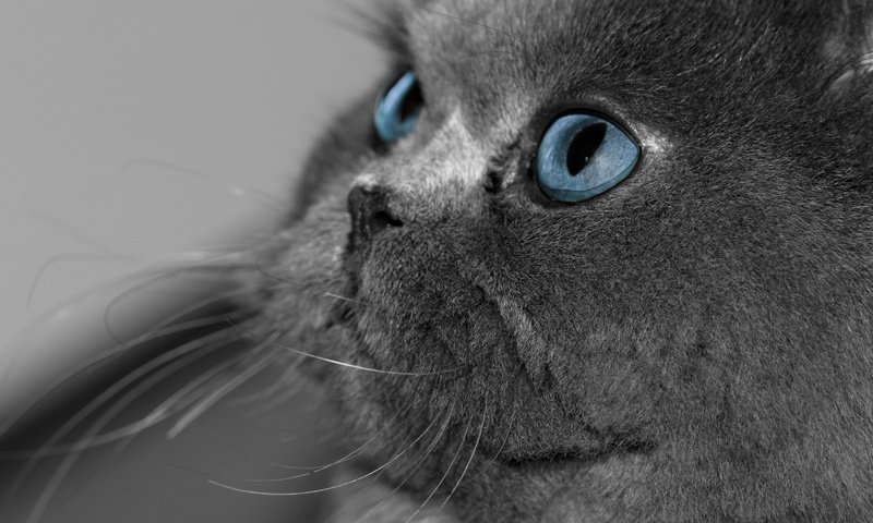 Обои глаза, кот, кошка, взгляд, серый, голубые, британская короткошерстная, eyes, cat, look, grey, blue, british shorthair разрешение 3011x2000 Загрузить