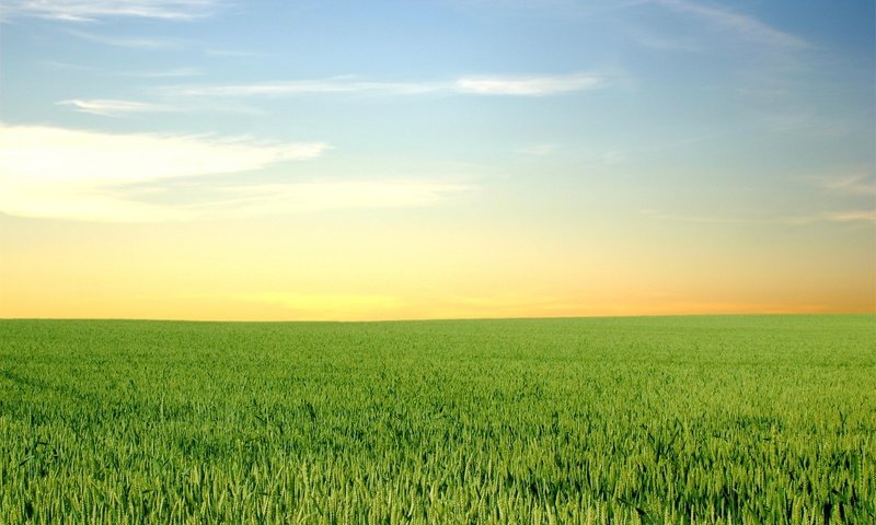 Обои небо, трава, облака, зелень, поле, горизонт, рассвет, the sky, grass, clouds, greens, field, horizon, dawn разрешение 1920x1200 Загрузить
