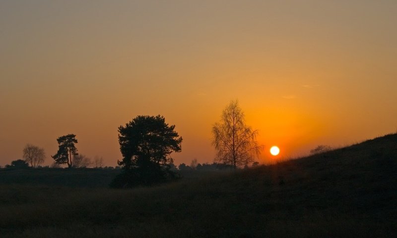 Обои небо, деревья, солнце, закат, горизонт, the sky, trees, the sun, sunset, horizon разрешение 1920x1200 Загрузить