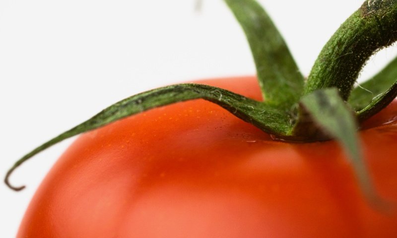 Обои макро, красный, помидор, томат, плодоножка, macro, red, tomato, the peduncle разрешение 1920x1200 Загрузить