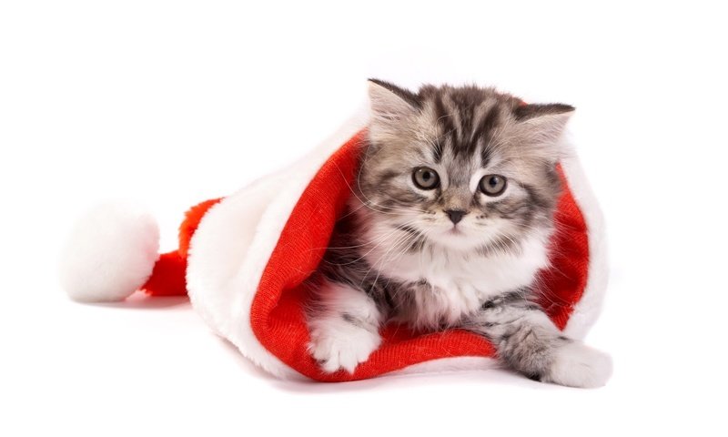 Обои новый год, кот, кошка, котенок, белый фон, колпак санты, new year, cat, kitty, white background разрешение 1920x1200 Загрузить