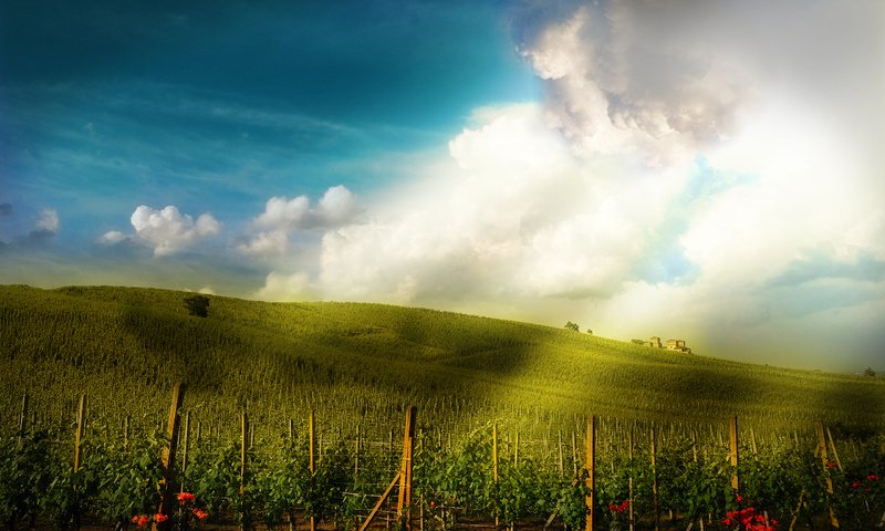 Обои небо, цветы, поле, здания, виноградник, плантация, the sky, flowers, field, building, vineyard, plantation разрешение 2560x1600 Загрузить