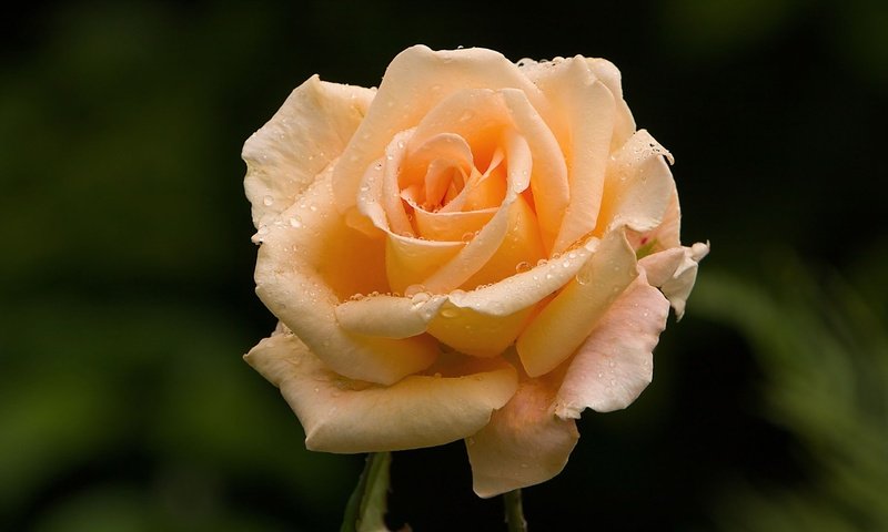 Обои роса, роза, розовая, rosa, rose, pink разрешение 1920x1200 Загрузить