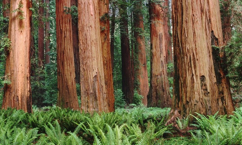 Обои деревья, лес, папоротники, trees, forest, ferns разрешение 1920x1200 Загрузить