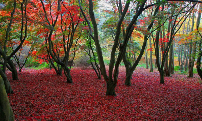 Обои деревья, листва, осень, trees, foliage, autumn разрешение 1920x1080 Загрузить