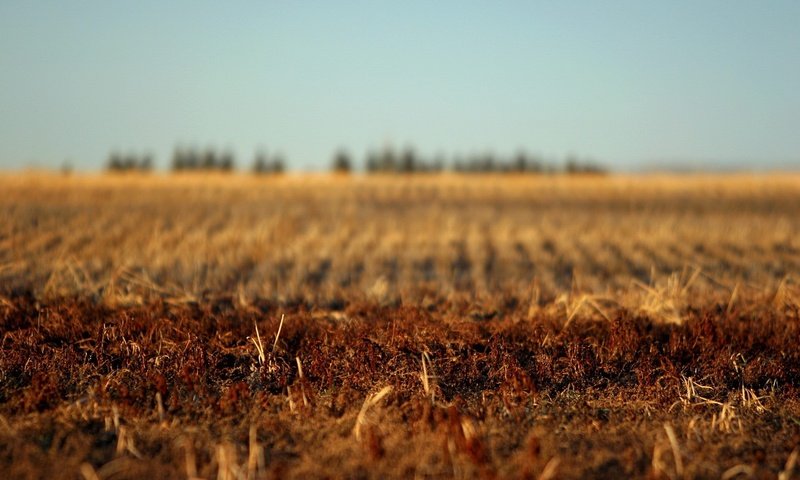 Обои земля, поле, осень, earth, field, autumn разрешение 1920x1440 Загрузить