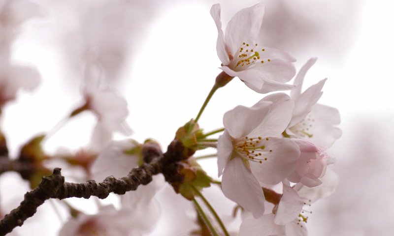 Обои дерево, весна, цветки, tree, spring, flowers разрешение 1920x1200 Загрузить