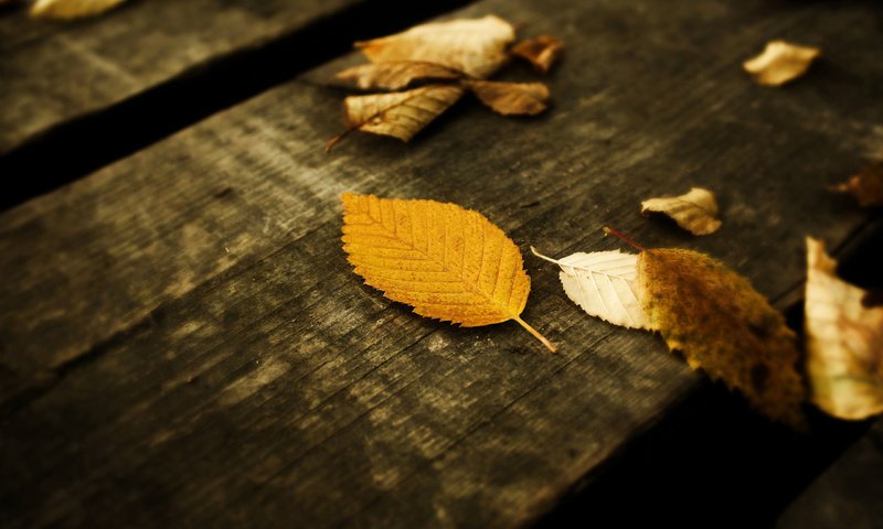 Обои листья, осень, leaves, autumn разрешение 2560x1600 Загрузить