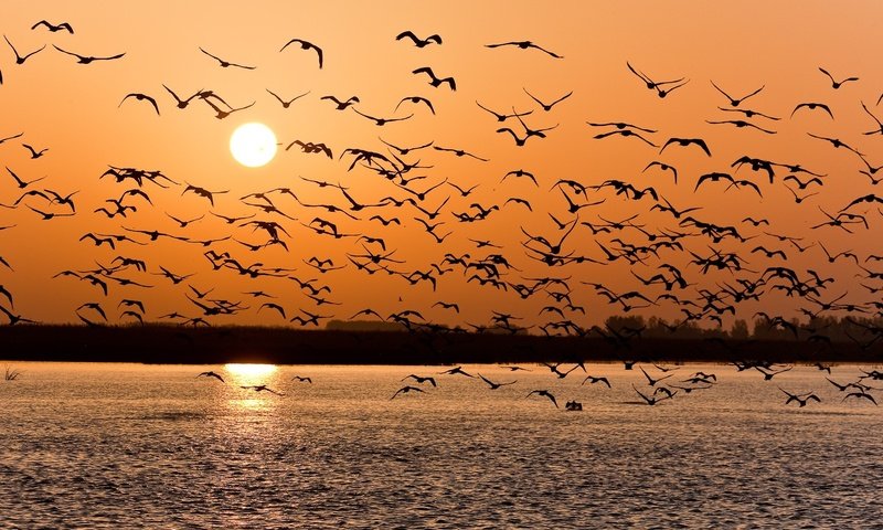 Обои озеро, закат, птицы, стая, lake, sunset, birds, pack разрешение 1920x1061 Загрузить