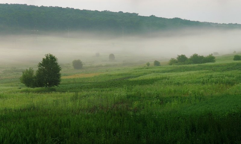 Обои трава, деревья, зелёный, туман, grass, trees, green, fog разрешение 3200x1200 Загрузить