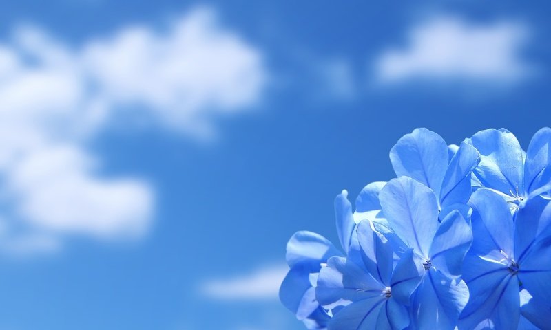Обои небо, облака, природа, обои, цветок, красота, the sky, clouds, nature, wallpaper, flower, beauty разрешение 1920x1200 Загрузить