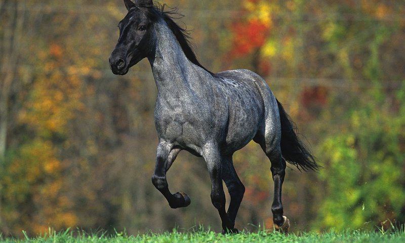 Обои лошадь, природа, лес, луг, жеребец, horse, nature, forest, meadow, stallion разрешение 1920x1080 Загрузить
