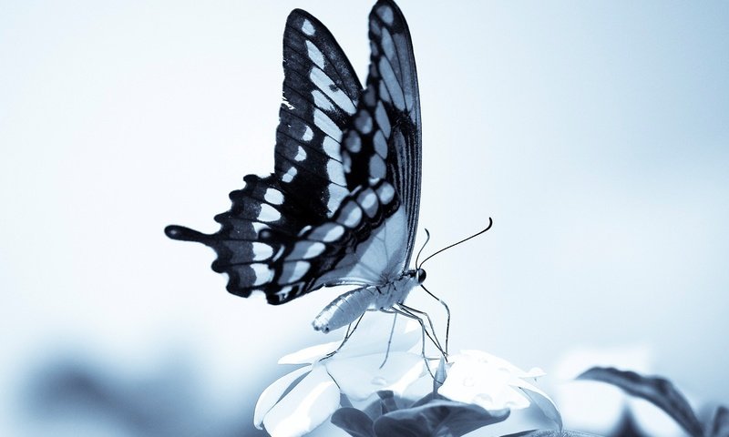 Обои бабочка, крылья, хоботок, butterfly, wings, proboscis разрешение 1920x1200 Загрузить