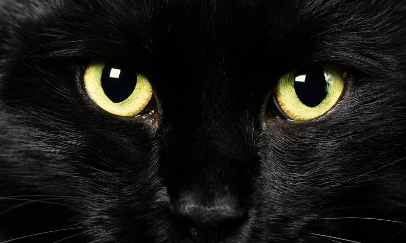 Обои глаза, фон, взгляд, черный кот, крупным планом, eyes, background, look, black cat, closeup разрешение 2560x1600 Загрузить