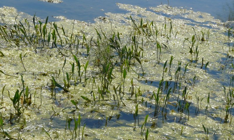 Обои лето зелень озеро, summer greens lake разрешение 1920x1082 Загрузить