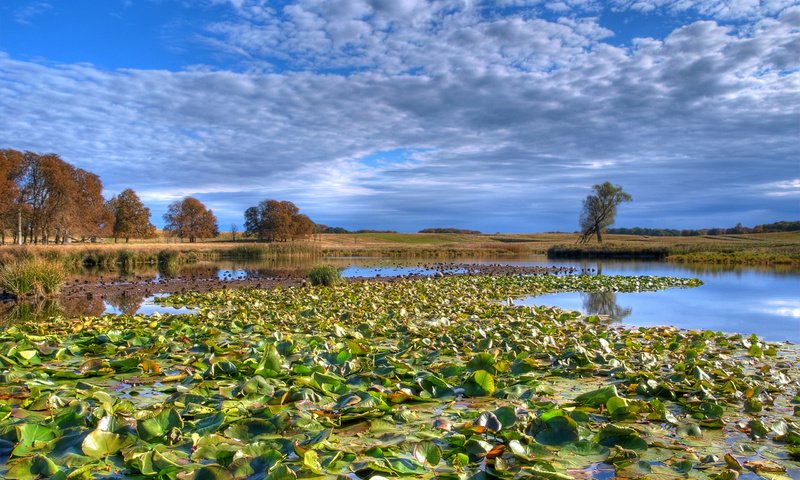 Обои облака, озеро, лес, кувшинки, clouds, lake, forest, water lilies разрешение 2560x1600 Загрузить