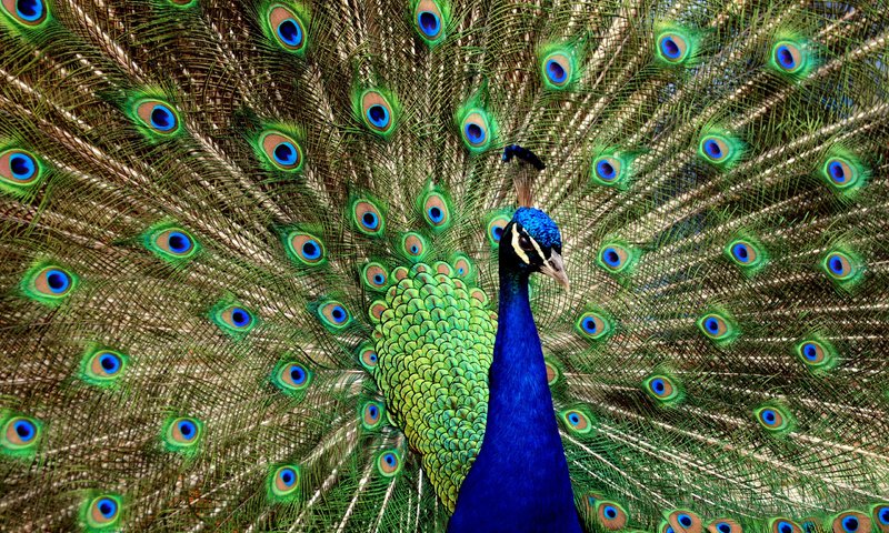 Обои птица, павлин, хвост, bird, peacock, tail разрешение 2560x1600 Загрузить