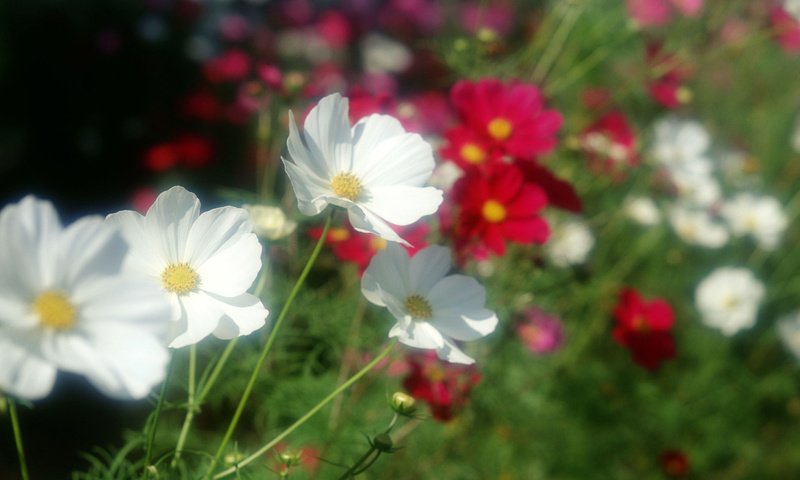 Обои цветы, лето, flowers, summer разрешение 1920x1200 Загрузить