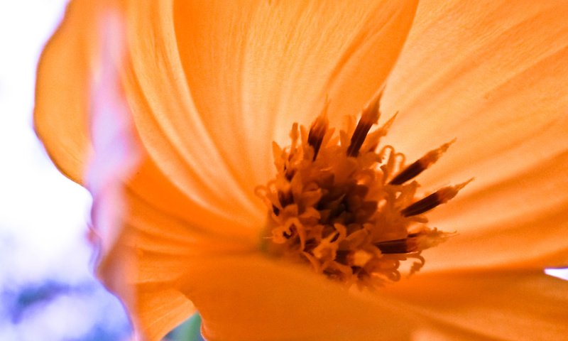 Обои макро, цветок, лепестки, пыльца, macro, flower, petals, pollen разрешение 1920x1200 Загрузить
