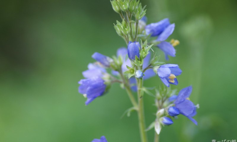 Обои цветок, лето, луг, стебель, синюха, flower, summer, meadow, stem разрешение 1920x1200 Загрузить