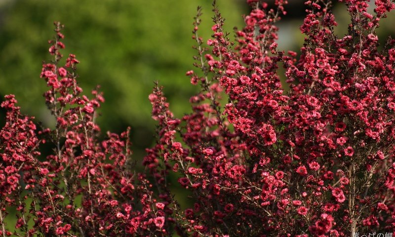 Обои лето, цвет, кустарник, summer, color, shrub разрешение 1920x1200 Загрузить