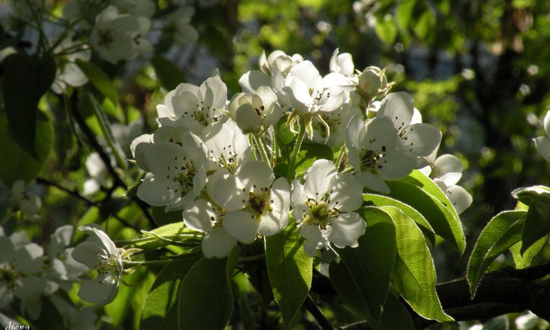 Обои цветы, весна, яблоня, flowers, spring, apple разрешение 1920x1200 Загрузить