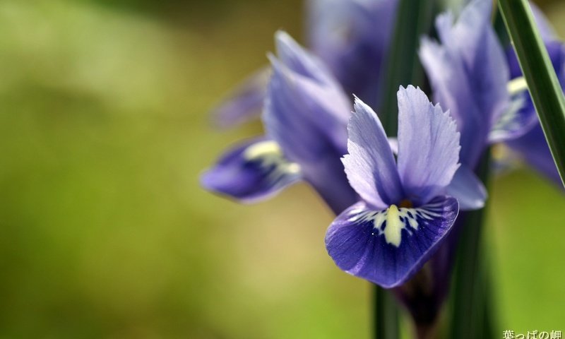 Обои цветок, лепестки, растение, ирисы, flower, petals, plant, irises разрешение 1920x1200 Загрузить