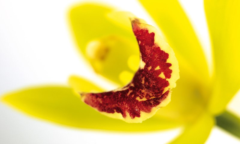 Обои орхидея, orchid разрешение 1920x1200 Загрузить