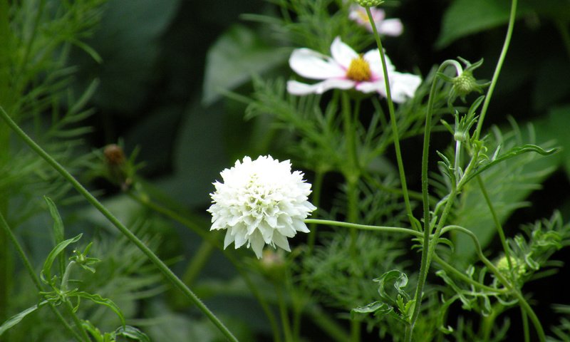 Обои цветы, листья, лепестки, белые, стебли, скабиоза, flowers, leaves, petals, white, stems, scabious разрешение 1920x1200 Загрузить