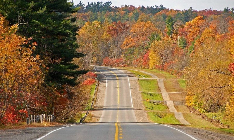 Обои дорога, деревья, лес, осень, road, trees, forest, autumn разрешение 1920x1080 Загрузить