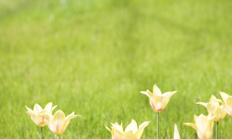 Обои цветы, тюльпаны, зеленый фон, flowers, tulips, green background разрешение 1920x1200 Загрузить