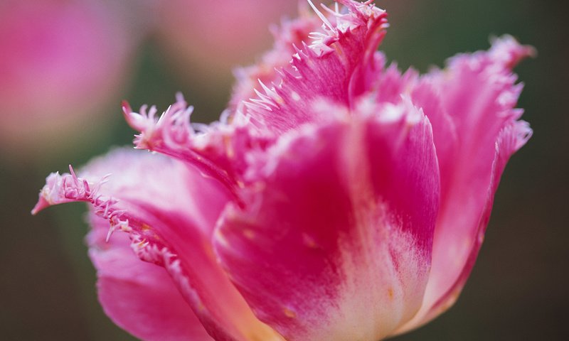 Обои цветок, лепестки, бутон, розовый, тюльпан, flower, petals, bud, pink, tulip разрешение 1920x1200 Загрузить