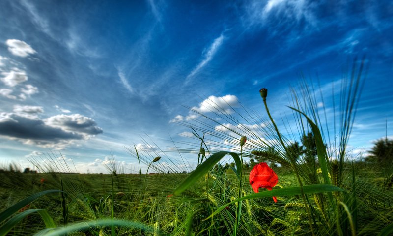 Обои небо, трава, зелень, лето, мак, the sky, grass, greens, summer, mac разрешение 1920x1200 Загрузить