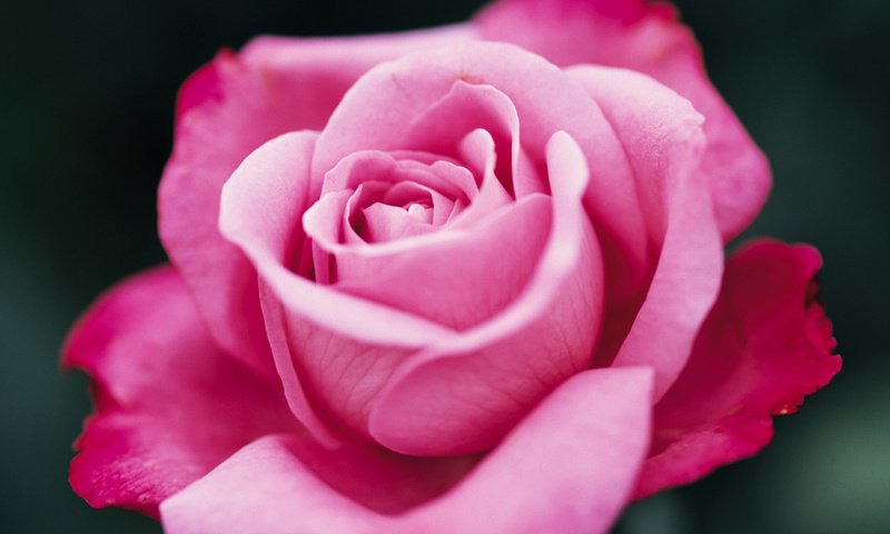 Обои цветок, роза, бутон, flower, rose, bud разрешение 1920x1200 Загрузить
