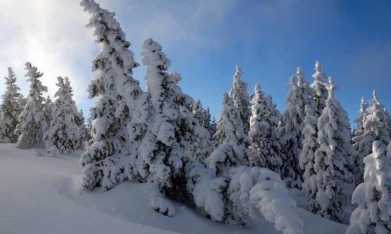 Обои снег, лес, зима, мороз, ель, снежный, сугроб, snow, forest, winter, frost, spruce, the snow разрешение 1920x1080 Загрузить