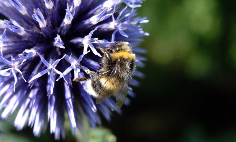 Обои макро, цветок, пчела, macro, flower, bee разрешение 1920x1200 Загрузить