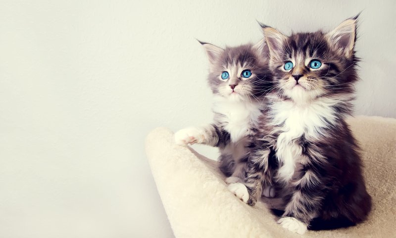 Обои кошки, котята, красивые, cats, kittens, beautiful разрешение 2560x1600 Загрузить