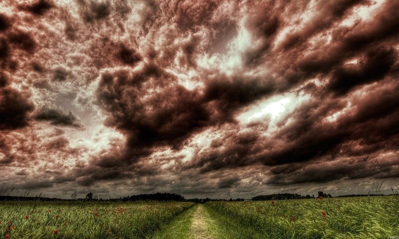 Обои небо, дорога, цветы, трава, деревья, тучи, поле, the sky, road, flowers, grass, trees, clouds, field разрешение 1920x1080 Загрузить