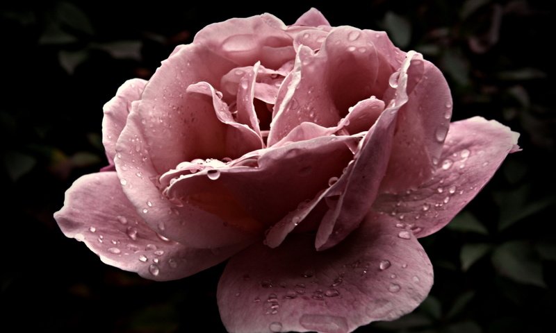 Обои цветок, капли, роза, крупный план, розовая, flower, drops, rose, close-up, pink разрешение 1920x1200 Загрузить