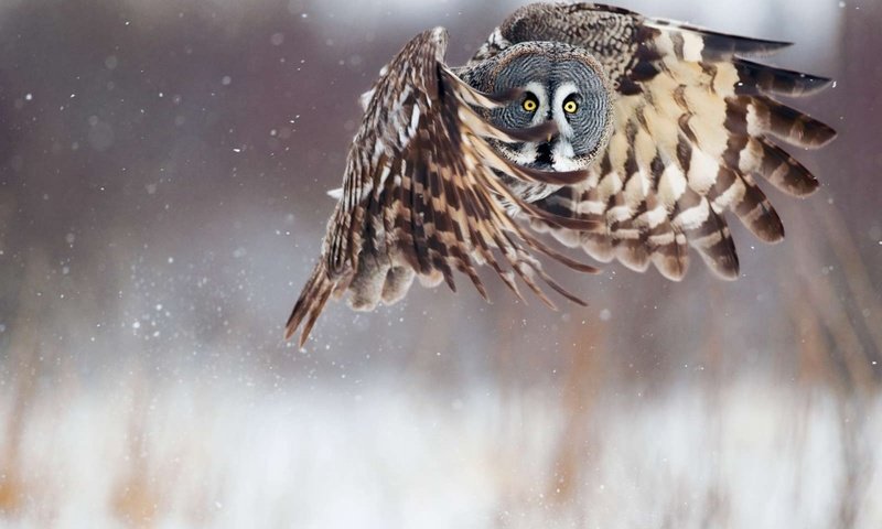 Обои сова, неясыть, снег, зима, полет, крылья, птица, клюв, перья, owl, snow, winter, flight, wings, bird, beak, feathers разрешение 1920x1200 Загрузить